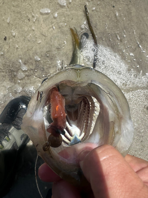 3.8” Power Shrimp – Bigger Profile. Bigger Bites. (Qty 4)